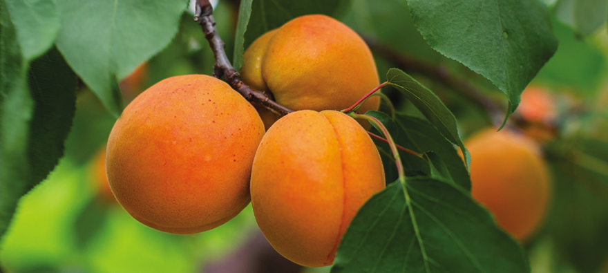 ZAHRADNICTVIÌ STUDENEC_11_FOTO VYÌRÌEZ