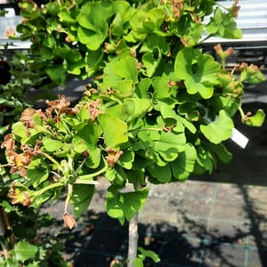 ginkgo-00005347-červen