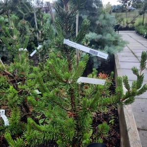 pinus-00007359-červen