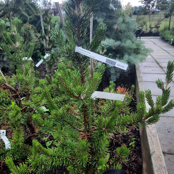 pinus-00007359-červen