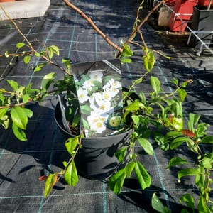 chaenomeles-00007435-červen