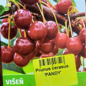 prunus-00006500-červen