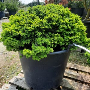 pinus-00002963-červen