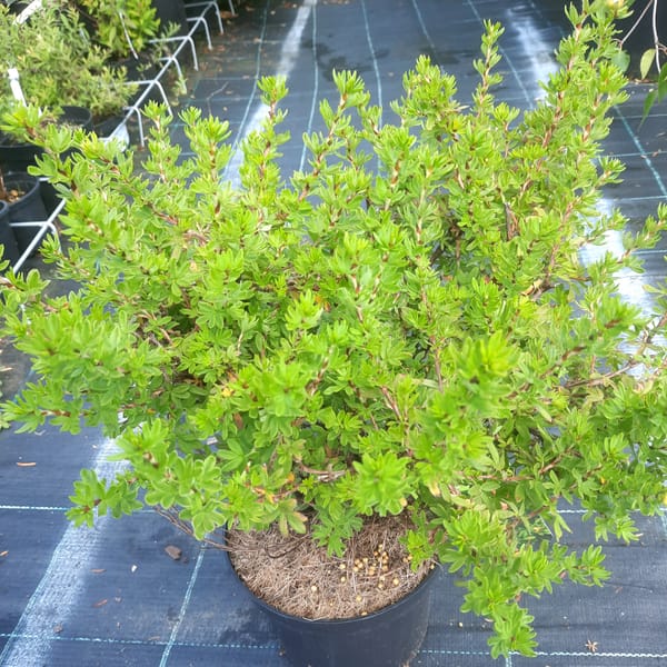 potentilla-00007541-červen