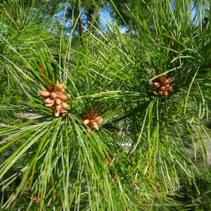 pinus-00005643-červen