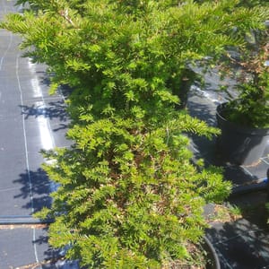 taxus-00003019-červen