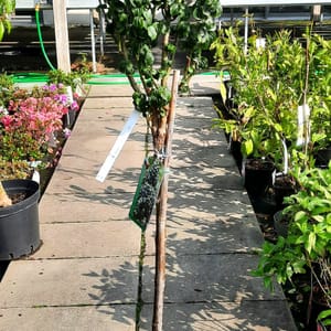 cornus-00007610-červen