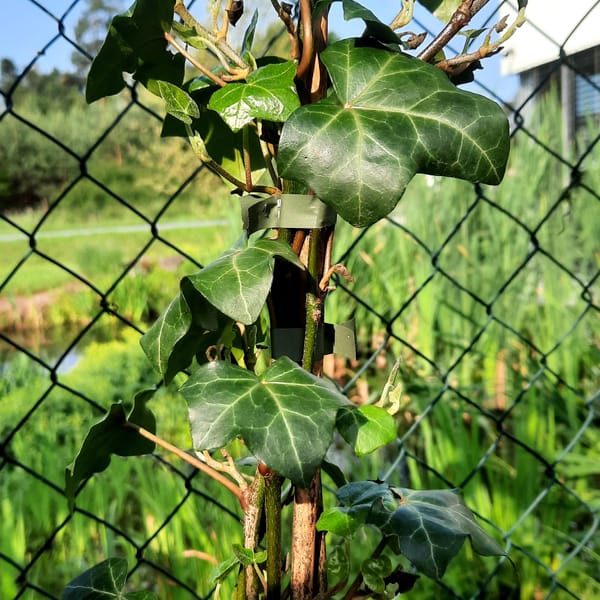 hedera-00007163-červen