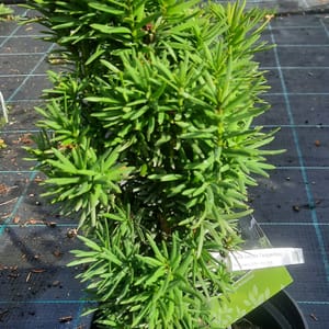 taxus-00005702-červen