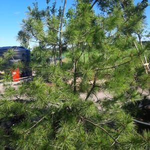 pinus-00005643-červen