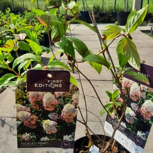 hydrangea-00007378-červen