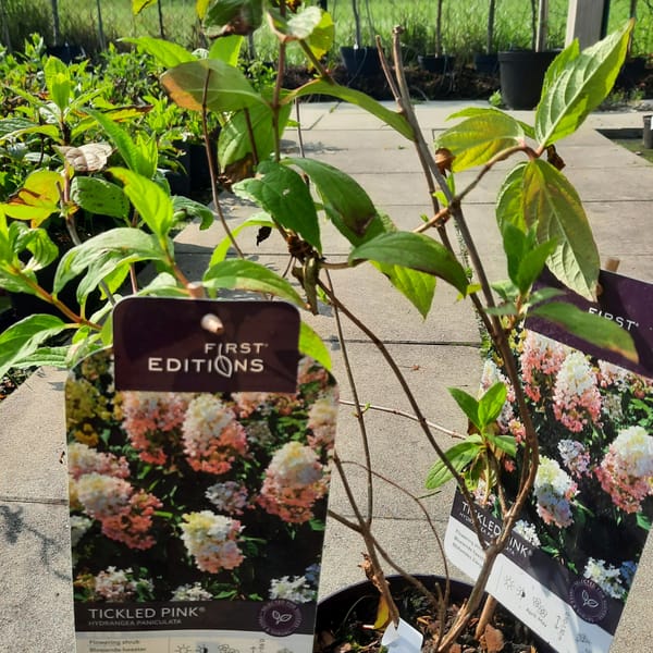 hydrangea-00007378-červen