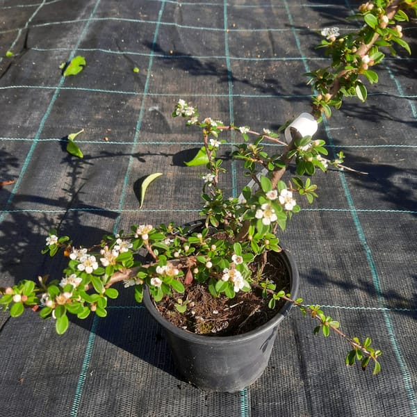 cotoneaster-00005452-červen