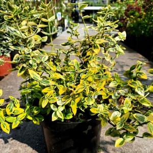 euonymus-00007581-červen