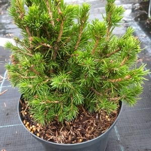 picea-00007046-červen
