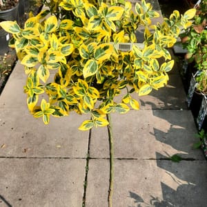 euonymus-00007333-červen