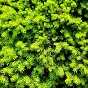 pinus-00002963-červen