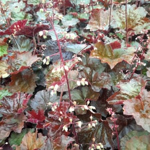 heuchera-00006704-červenec