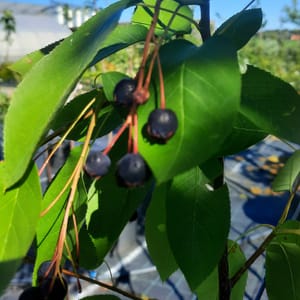 amelanchier-00007598-červen