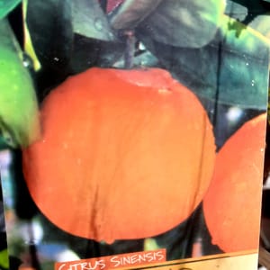 citrus-00007268-červen