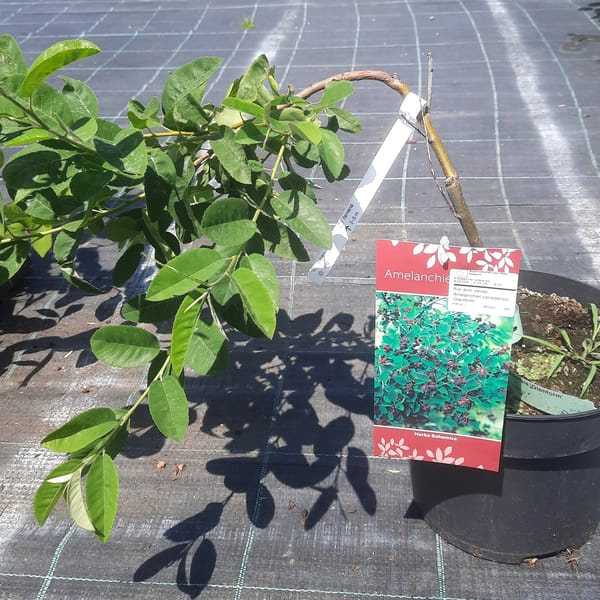 amelanchier-00007110-červen