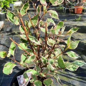 cornus-00005192-červen