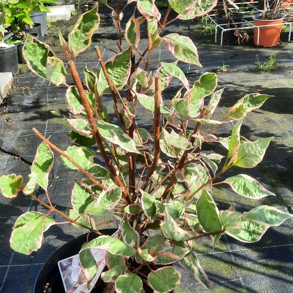 cornus-00005192-červen