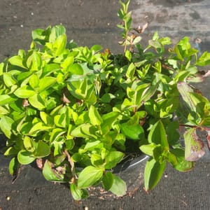 cornus-00005048-červen