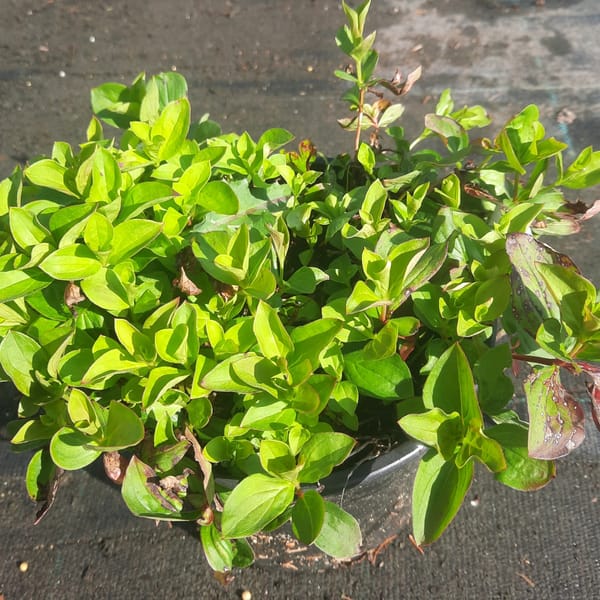 cornus-00005048-červen
