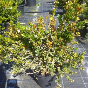 buxus-00003456-červen