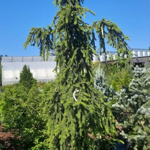 picea-00003757-červen