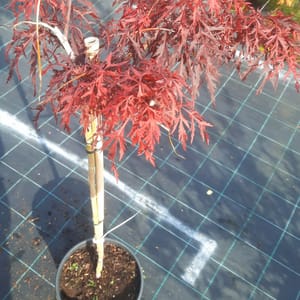 acer-00006235-červen