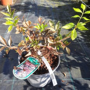sambucus-00007232-červen