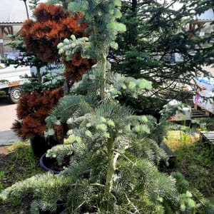 abies-00003360-červen