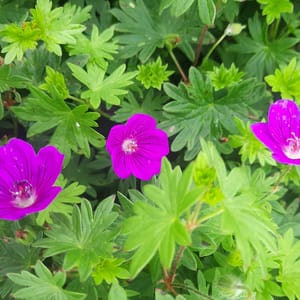 geranium-00006673-červenec