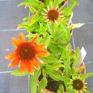 echinacea-00006969-červenec