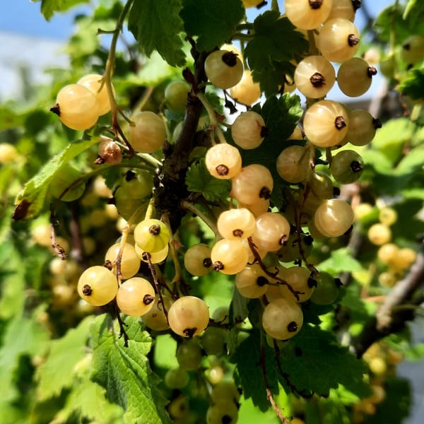 ribes-00005580-červen