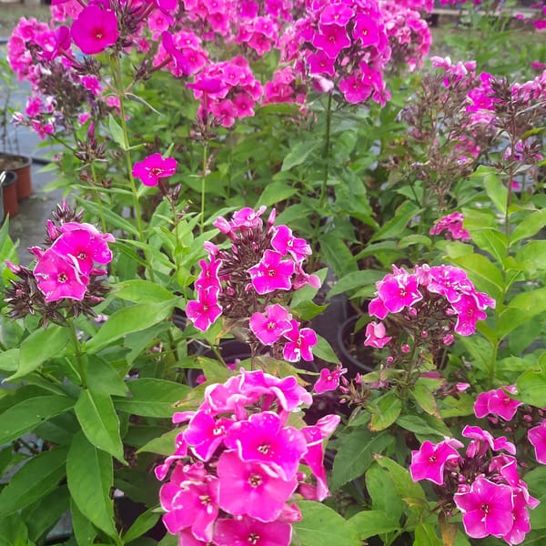 phlox-00006792-červenec