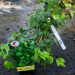 hedera-00007044-červenec