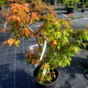 acer-00003490-červen