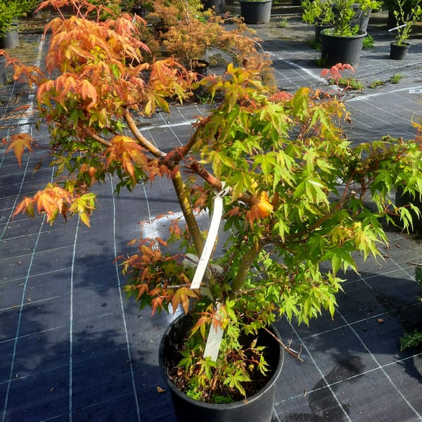 acer-00003490-červen