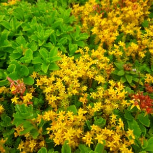 sedum-00006855-červenec