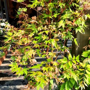 acer-00007108-červen