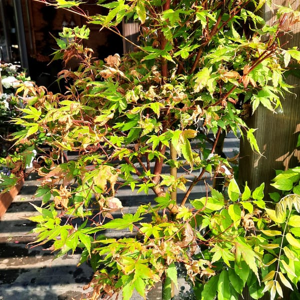 acer-00007108-červen