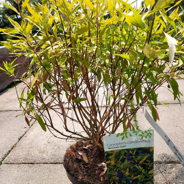 caryopteris-00007603-červen