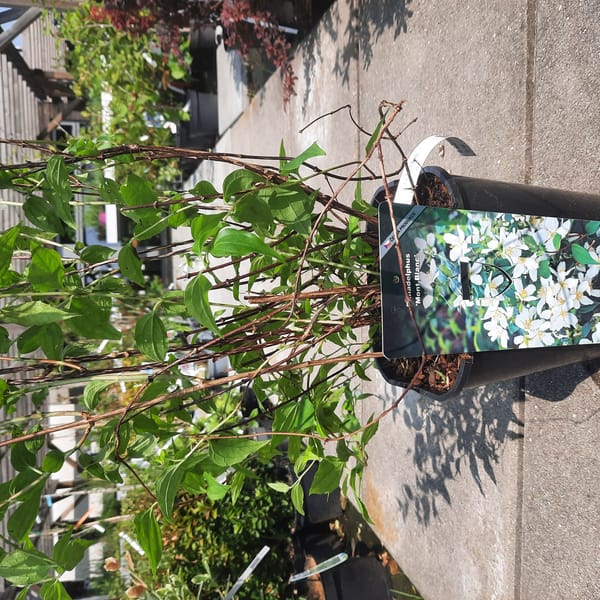 philadelphus-00007637-červen