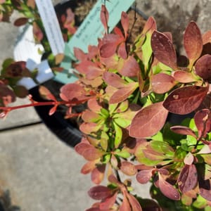 berberis-00007112-červen