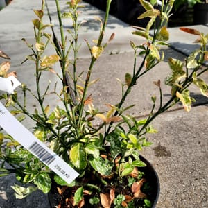 euonymus-00007460-červen