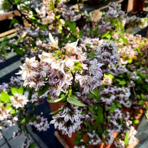 deutzia-00007666-červen