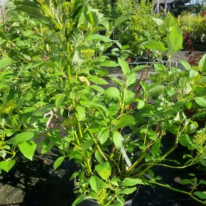 cornus-00003646-červen